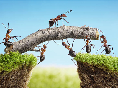 Skilsmisseland myrer 